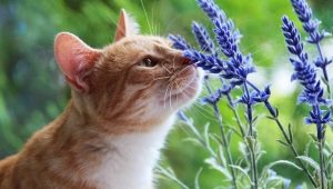 What smells do cats dislike?