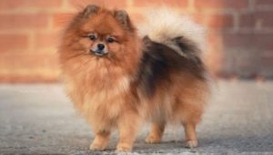 Miniature Spitz: breed description, pros and cons, content