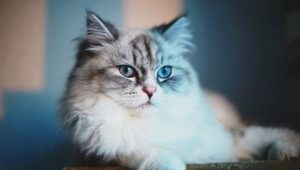 Super premium food for neutered cats