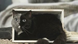 Chimera cats: how they look, advantages and disadvantages