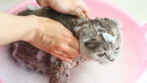 Can a cat be washed with regular shampoo and what will happen?