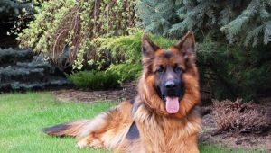 Working German Shepherds