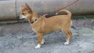 Chihuahua mestizo review