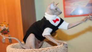 Clothes for cats: what is it and how to train a cat to it?