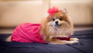 Clothes for a Spitz: varieties and tips for choosing