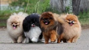 Description and rules for keeping sable-colored Spitz