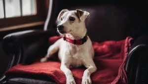 Collars for dogs: what are there and how to choose?