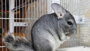 Features of keeping chinchilla at home