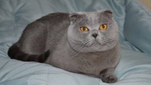 Features of the fold Scottish blue cat