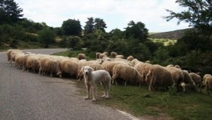 Herding dogs: origin, description and tips for choosing
