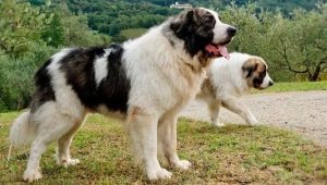 Pyrenean Mastiff : 그것은 어떤 품종이며 어떻게 돌봐야합니까?