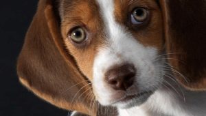 Pros and cons of the beagle breed