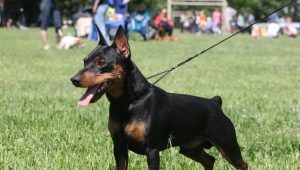 Avantages et inconvénients des chiens pinscher nain
