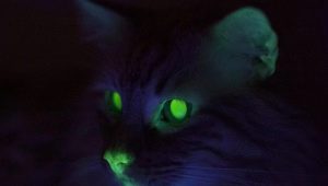 Why do cats' eyes glow in the dark?