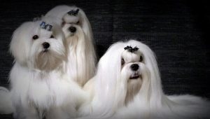 A cross between a lapdog with other breeds