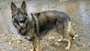 Breeds of American Shepherds and features of their maintenance