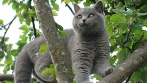 Gray cats: character and subtleties of care
