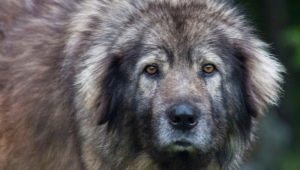 Sharplanin Shepherd Dog: breed description and content