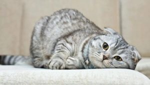 Scottish Fold 고양이는 얼마나 오래 살고 무엇에 의존합니까? 