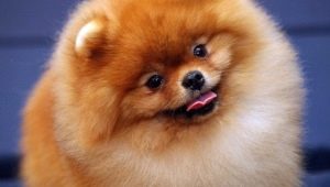 How long do Spitz live and what does it depend on?