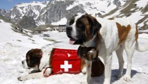 Rescue dogs: variety of breeds, training features