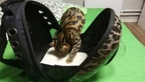 Tips for choosing a plastic cat carrier