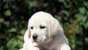 List of nicknames for labrador boy