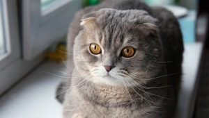 스코틀랜드 고양이의 재미있고 아름다운 이름 목록