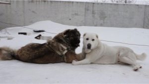 Comparison of Alabaev and Caucasian Shepherd Dogs