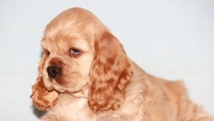 Grooming the American Cocker Spaniel