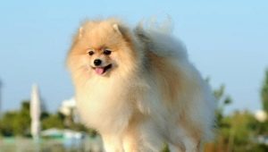 The subtleties of keeping a Spitz at home