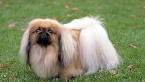 Pekingese care: diet, walking, hygiene procedures