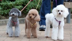 Poodle grooming