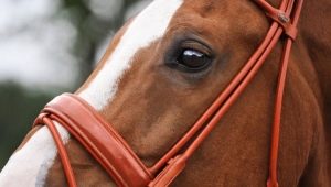 Horse bridles: types and subtleties of choice
