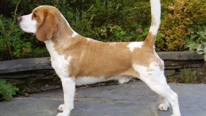 Beagle color variations