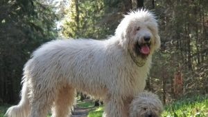 Hungarian shepherd dog: description and content