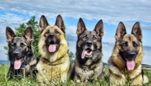 Types of shepherd colors