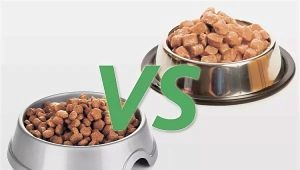 Wet and dry food: what is the best way to feed your cat?