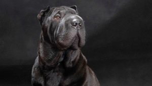 Everything you need to know about black sharpei