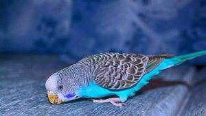 Everything you need to know about blue budgerigars