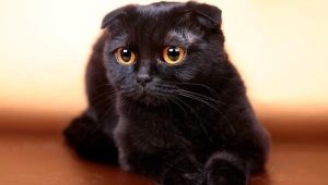 All about black fold cats