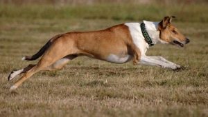All about the shorthaired collie
