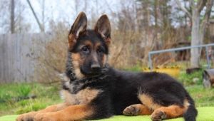 All About Black-Backed German Shepherds