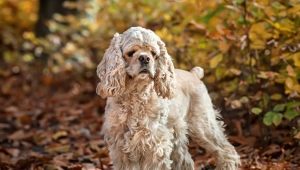 All about the American Cocker Spaniel breed
