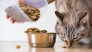 All about dry food for cats and cats