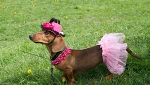 Choosing a name for the girl-dachshund