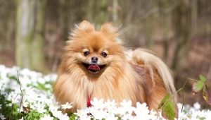 Choosing a nickname for a spitz