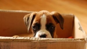 Adaptation of a puppy and an adult dog in a new home