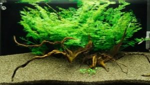 Aquarium fern: types, selection, maintenance and breeding