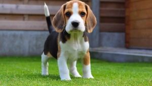 Alimony puppy: what does it mean?